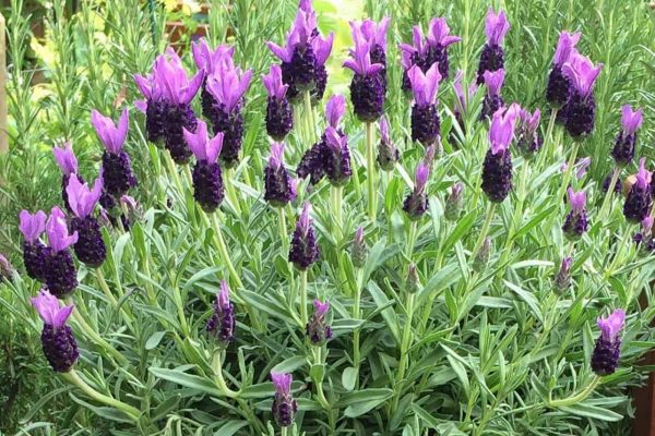 French-lavender-comparison